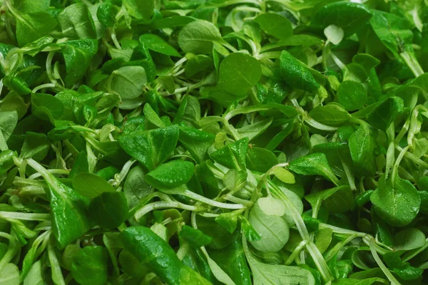 Mash Salade Witte Achtergrond Bovenaanzicht — Stockfoto