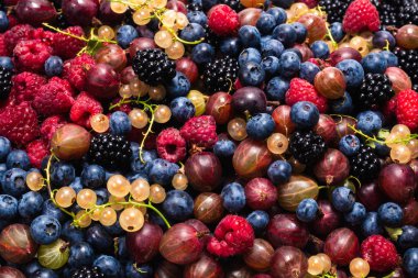 Bektaşi üzümü, yabanmersini, dut, ahududu, beyaz ve kırmızı frenk üzümü arka plan. 