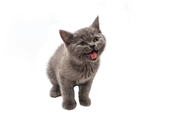 British Shorthair Γατάκι Ψάχνει Απομονωμένο Λευκό Φόντο — Φωτογραφία Αρχείου