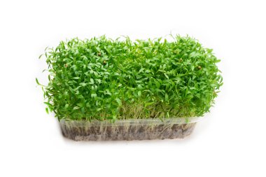 Beyaz arka planda izole edilmiş plastik kabın içindeki taze kişniş fideleri.