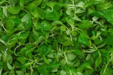 Beyaz arka planda püre salatası. Üst görünüm. 