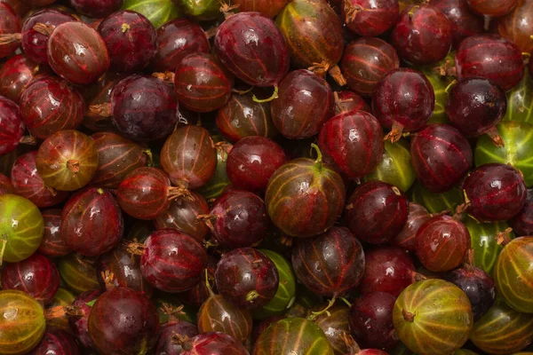 Gooseberry Background Top View — Stock Photo, Image