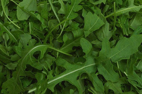 Fresh leaves of arugula as background.