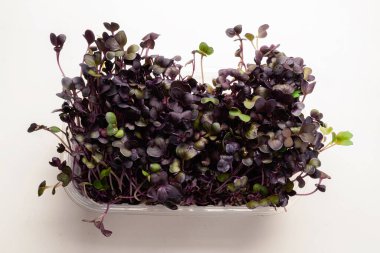 Beyaz arka planda izole edilmiş plastik kasede taze kohlrabi filizleri..