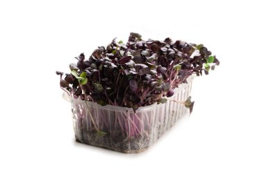 Beyaz arka planda izole edilmiş plastik kasede taze kohlrabi filizleri..