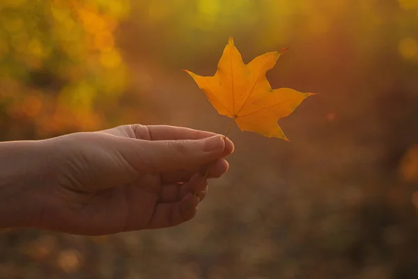 Feuille Jaune Main Femme Sous Les Rayons Soleil Humeur Automne — Photo