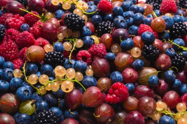 Bektaşi üzümü, yabanmersini, dut, ahududu, beyaz ve kırmızı frenk üzümü arka plan. 