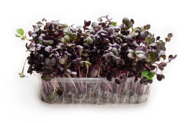 Beyaz arka planda izole edilmiş plastik kasede taze kohlrabi filizleri..