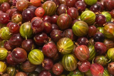 Arka plan olarak Bektaşi üzümü. Üst görünüm. 