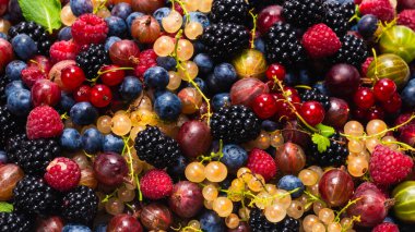 Bektaşi üzümü, yabanmersini, dut, ahududu, beyaz ve kırmızı frenk üzümü arka plan. 