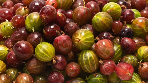 Gooseberry Background Top View — Stock Photo, Image