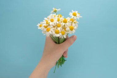 Küçük Daisie 'nin kadın eli mavi arka planda.