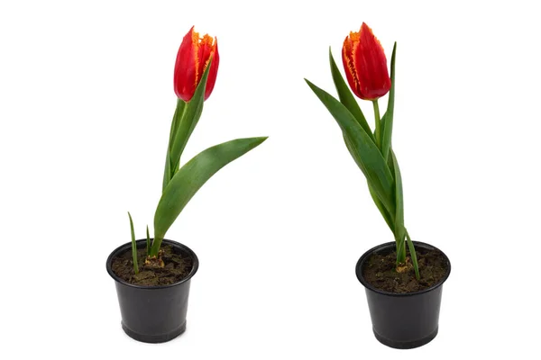 Tulip Egy Pot Elszigetelt Fehér Háttér — Stock Fotó