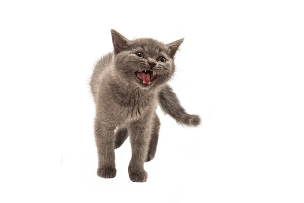 Kucing Bulu Pendek Inggris Mencari Terisolasi Latar Belakang Putih — Stok Foto
