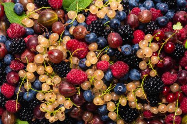 Bektaşi üzümü, yabanmersini, dut, ahududu, beyaz ve kırmızı frenk üzümü arka plan. 