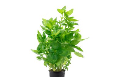 Beyaz arkaplanda izole edilmiş bir çömlekte fesleğen. 