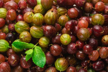 Bektaşi üzümü ve nane arkaplan olarak. Üst görünüm. 