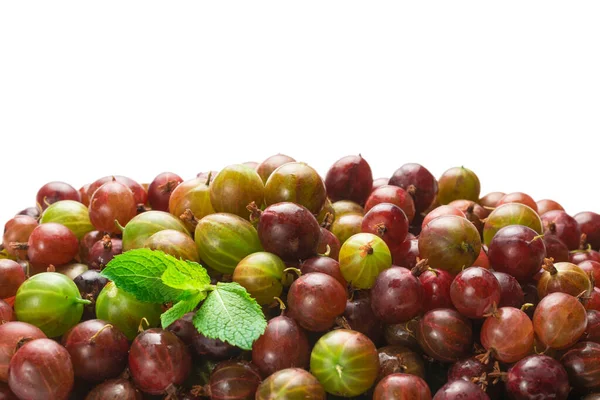 Kruisbes Munt Geïsoleerd Witte Achtergrond Bovenaanzicht — Stockfoto