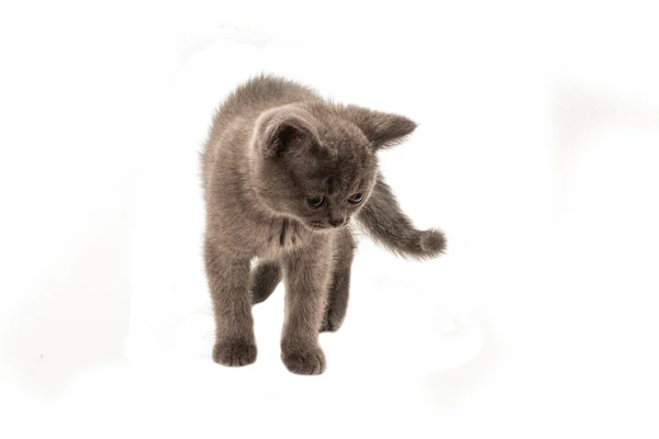 British Shorthair Γατάκι Ψάχνει Απομονωμένο Λευκό Φόντο — Φωτογραφία Αρχείου