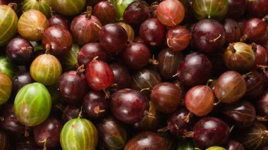 Bektaşi üzümü ve nane arkaplan olarak. Üst görünüm. 