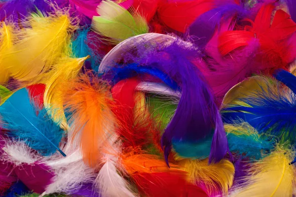 Renkli tüy arka planı. Üst görünüm.