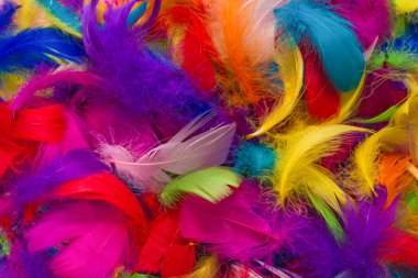 Renkli tüy arka planı. Üst görünüm.
