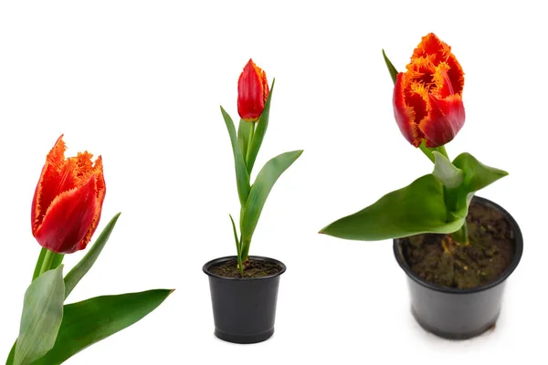 Tulip Egy Pot Elszigetelt Fehér Háttér — Stock Fotó
