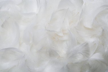 Beyaz yumuşak tüylü arka plan. Üst görünüm. 