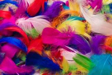 Renkli tüy arka planı. Üst görünüm.