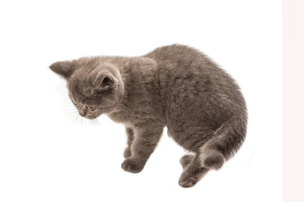 British Shorthair Γατάκι Ψάχνει Απομονωμένο Λευκό Φόντο — Φωτογραφία Αρχείου