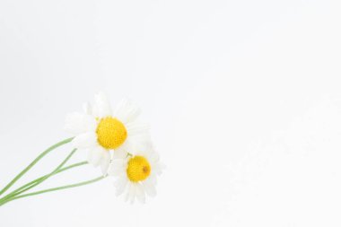 Beyaz arka planda izole edilmiş bir buket papatya..