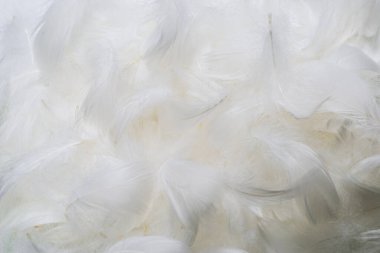 Beyaz yumuşak tüylü arka plan. Üst görünüm. 