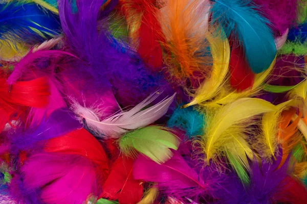 Renkli tüy arka planı. Üst görünüm.