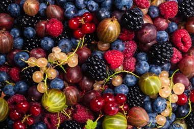 Bektaşi üzümü, yabanmersini, dut, ahududu, beyaz ve kırmızı frenk üzümü arka plan. 