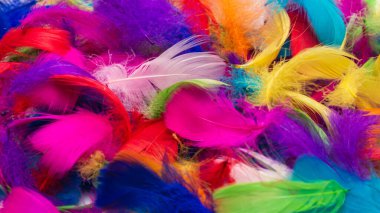 Renkli tüy arka planı. Üst görünüm.