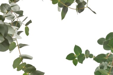 Beyaz arka planda izole edilmiş taze okaliptüs filizi.. 