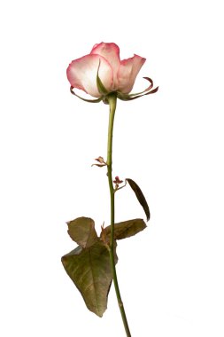 Pembe ve beyaz arkaplanda izole edilmiş güzel bir gül.. 