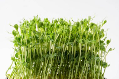 Bezelye filizleri beyaz arkaplanda izole edilmiş. 