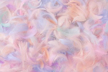 Renkli tüy arka plan, üst manzara. Boşluğu kopyala.