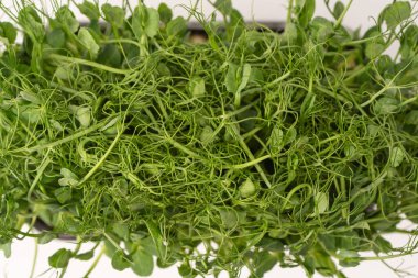 Beyaz arka planda taze bezelye mikroyeşil filizleri. Sağlıklı yemek.. 