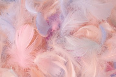 Renkli tüy arka plan, üst manzara. Boşluğu kopyala.