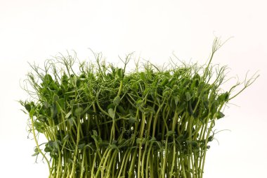 Beyaz arka planda taze bezelye mikroyeşil filizleri. Sağlıklı yemek.. 