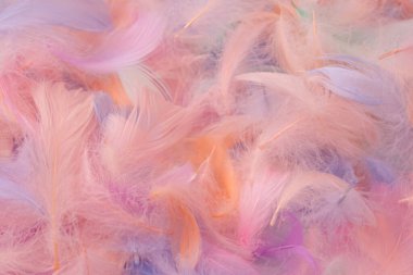 Renkli tüy arka plan, üst manzara. Boşluğu kopyala.