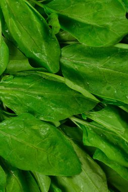 Arkaplan olarak taze ıspanak yaprakları.