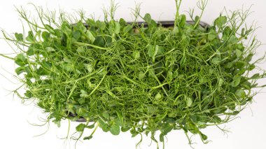 Beyaz arka planda taze bezelye mikroyeşil filizleri. Sağlıklı yemek.. 