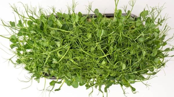 Beyaz arka planda taze bezelye mikroyeşil filizleri. Sağlıklı yemek.. 