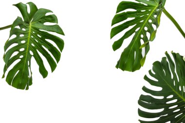 Yeşil bitki canavarı beyaz arka planda izole edilmiş.. 