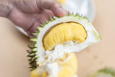 Eller durian kabuğu, durian sarı et, çok taze yemek vardır. Kolu durian göstermek sarı durian et de yiyeceğiz. Tropikal mevsimlik meyve, Tayland meyvelerden kralı.