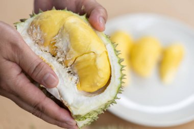 Eller durian kabuğu, durian sarı et, çok taze yemek vardır. Kolu durian göstermek sarı durian et de yiyeceğiz. Tropikal mevsimlik meyve, Tayland meyvelerden kralı.