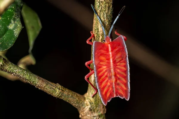 Longan Stink Bug Green Leaf Tropical Forests Phuket Thailand Tessaratoma — Stock Photo, Image